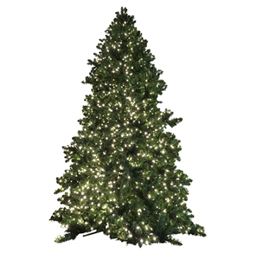 Noble Fir 7' Clear picture