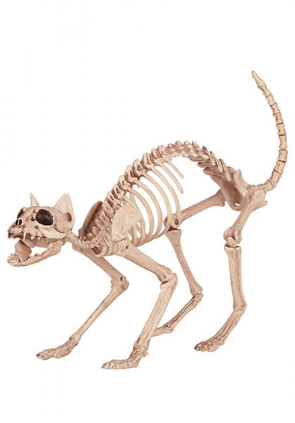 Cat Skeleton picture