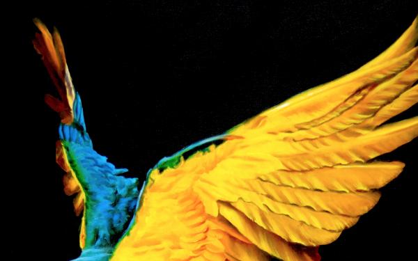 BLUE AND YELLOW MACAW picture