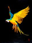 BLUE AND YELLOW MACAW