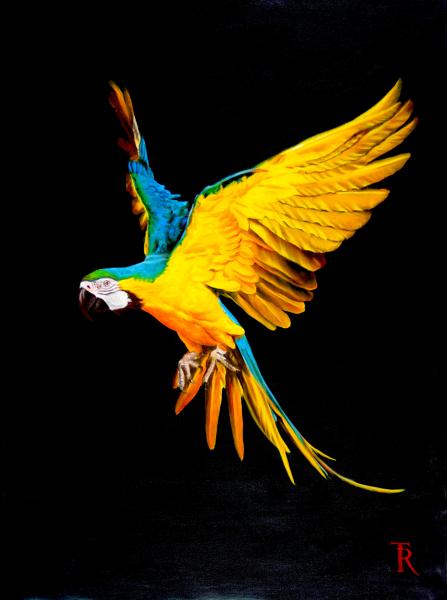 BLUE AND YELLOW MACAW