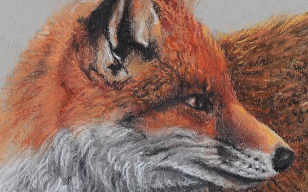 PEACOCK-TAILED FOX picture