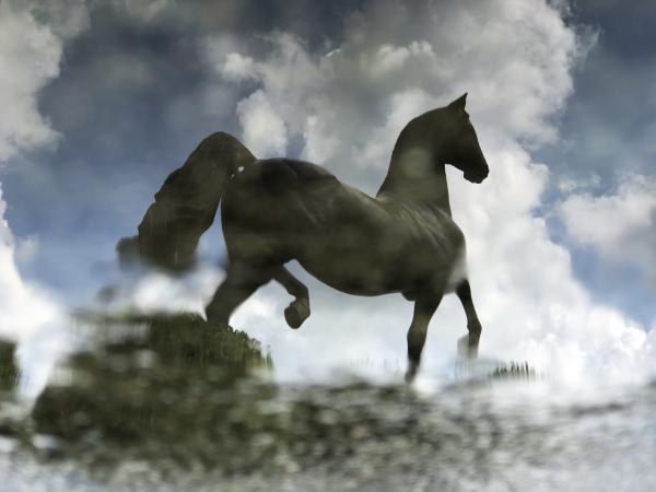 American Saddlebred