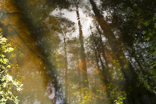 Out Among the Cypress Trees