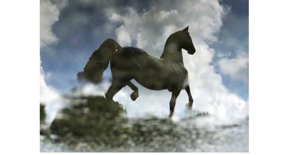 American Saddlebred picture