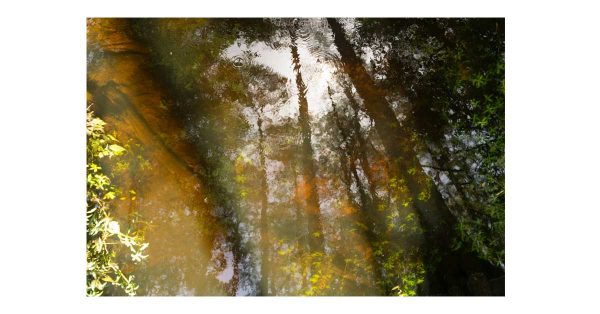 Out Among the Cypress Trees picture