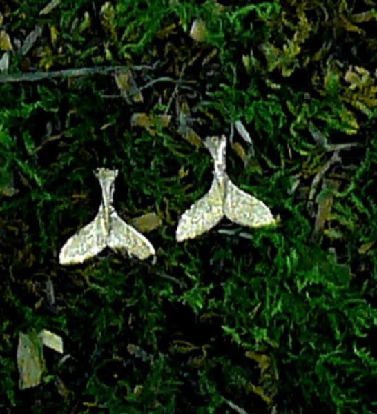 Whale Tail Earrings 14kt yellow