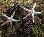 Sea Star Earrings Sterling