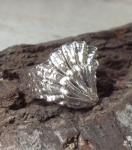 Shell ring using a Cats Claw Clam Shell on top and a Sae Urchin Band Sterling Silver