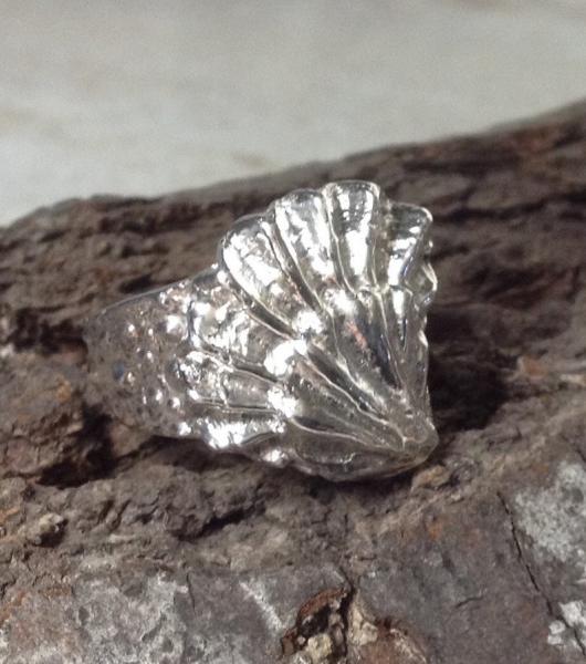 Shell ring using a Cats Claw Clam Shell on top and a Sae Urchin Band Sterling Silver picture