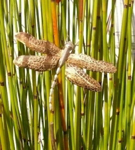 Dragonfly Pin Pendant 14kt Gold Filled & Sterling Silver picture