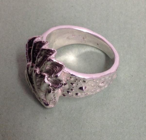 Shell ring using a Cats Claw Clam Shell on top and a Sae Urchin Band Sterling Silver picture