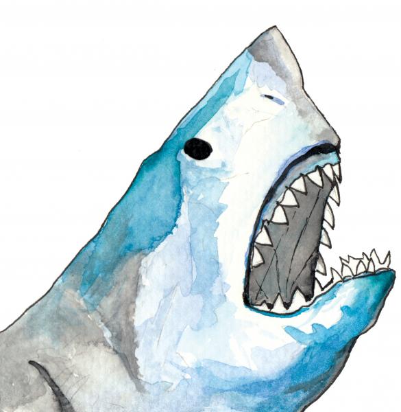 Hello Shark Sticker
