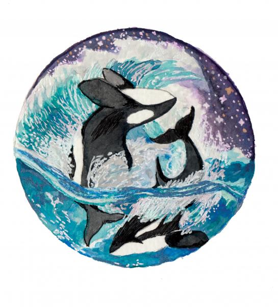 Orca Yin Yang picture