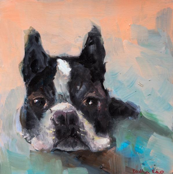 Cooper, The Boston Terrier