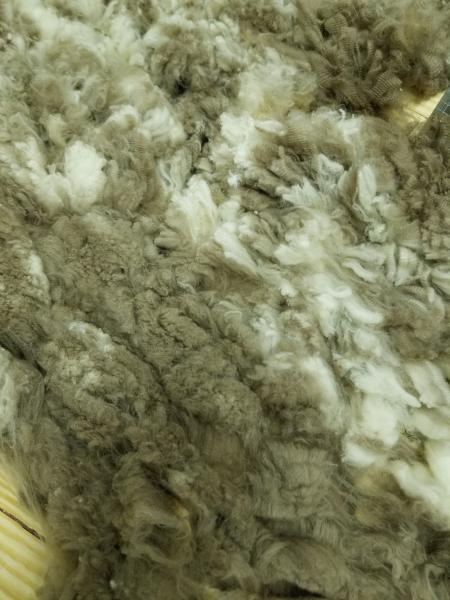 Raw fleece - Corriedale picture