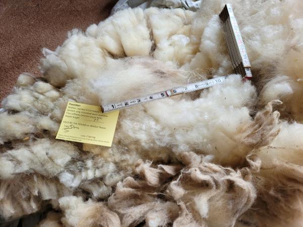 Raw Fleece- Karakul X picture