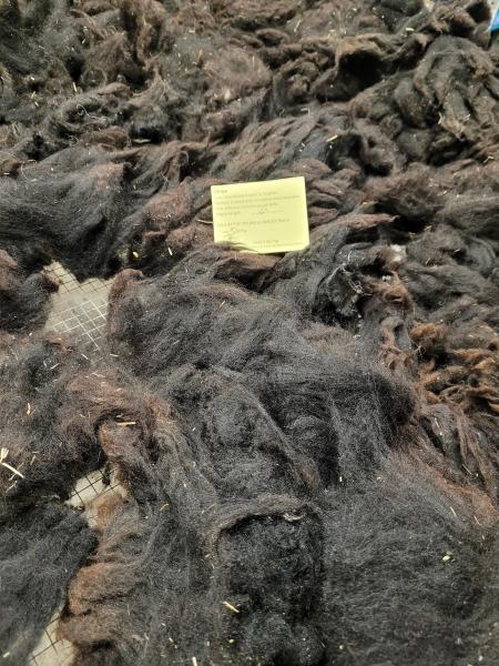 Raw Fleece- Karakul X picture