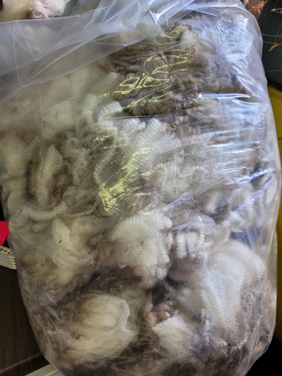 Raw fleece - Corriedale picture