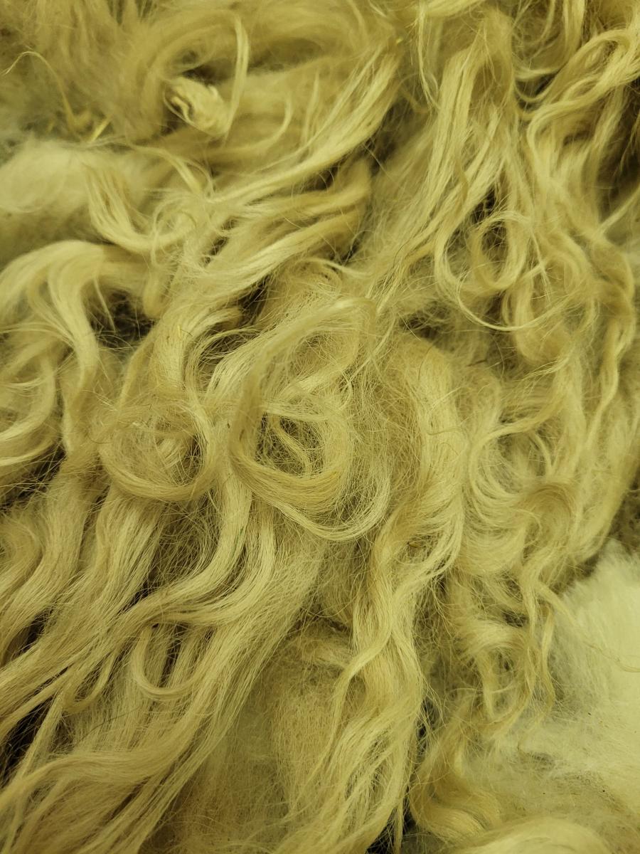 Raw wool fleece- Navajo Churro picture