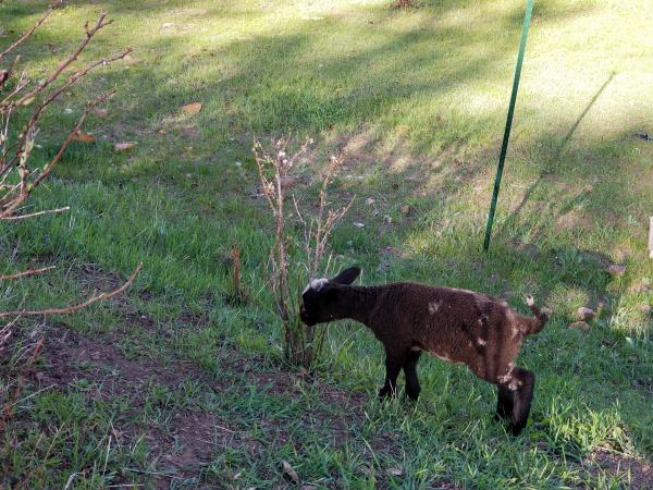 Raw fleece - Corriedale picture