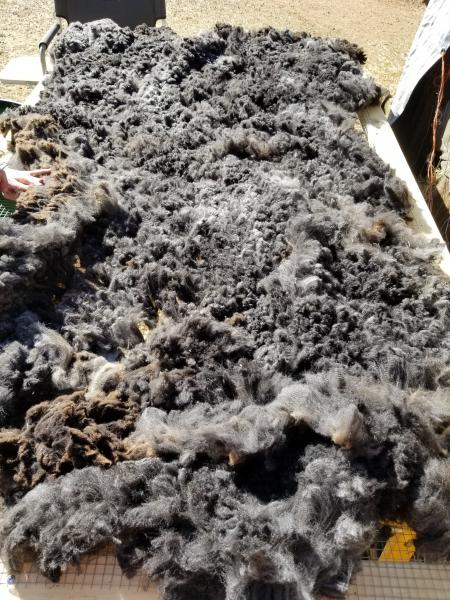 Raw fleece - Corriedale picture