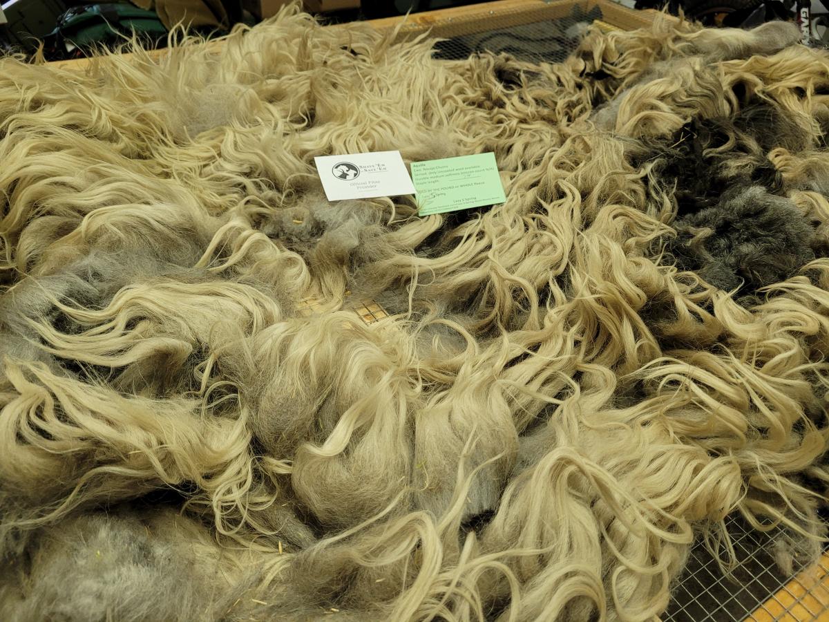 Raw wool fleece- Navajo Churro picture