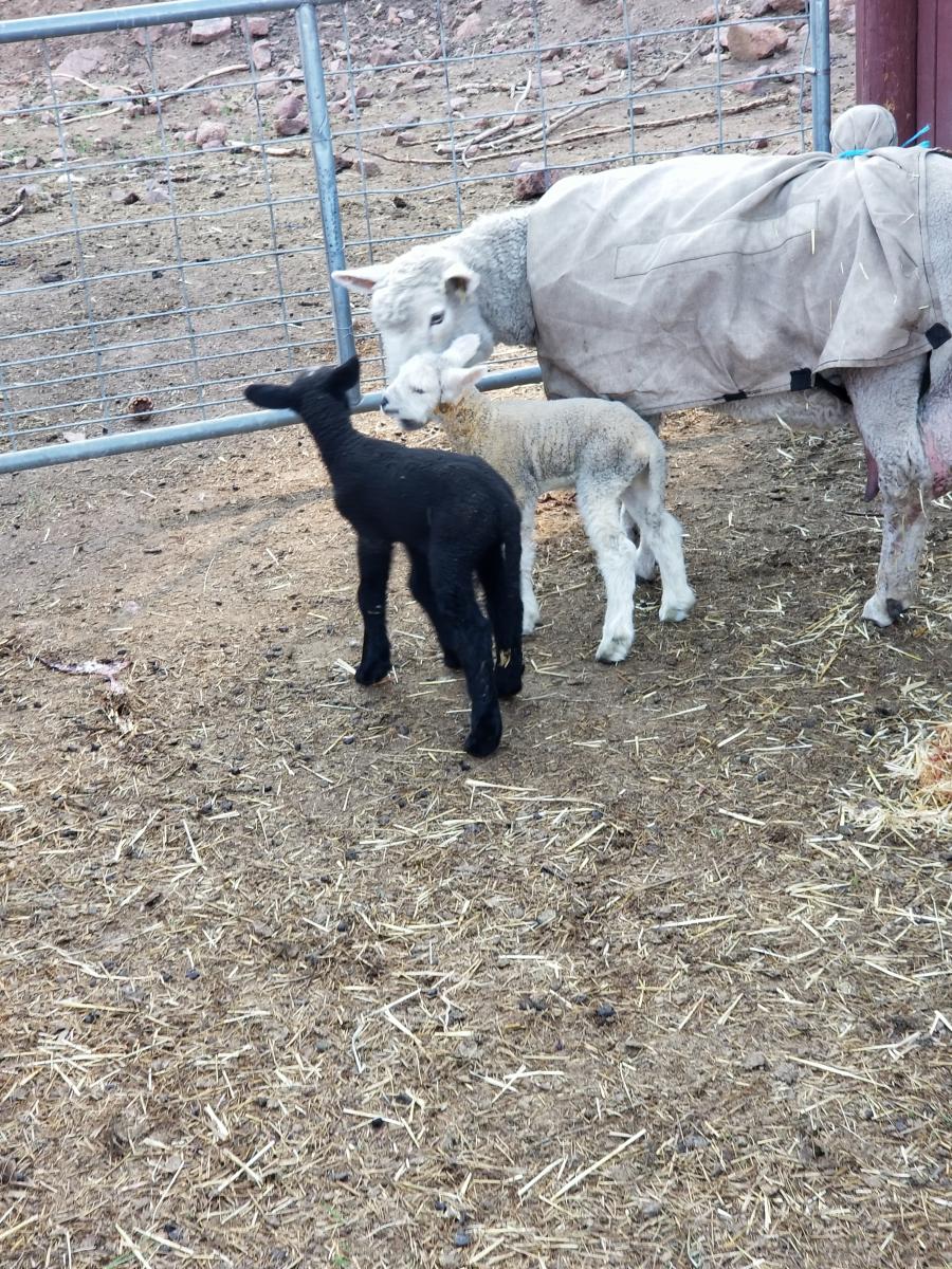 Raw Fleece- CVM picture