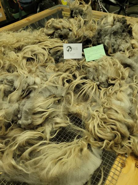 Raw wool fleece- Navajo Churro picture