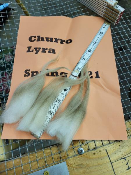 Raw wool fleece- Navajo Churro picture