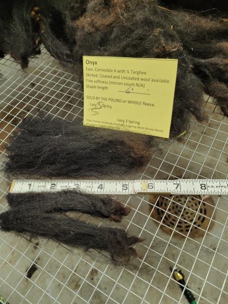 Raw Fleece- Karakul X picture