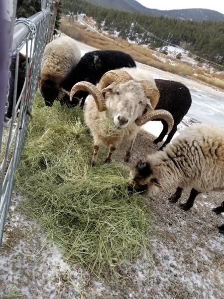 Raw Fleece- Navajo Churro picture