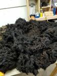 Raw Fleece- Karakul X