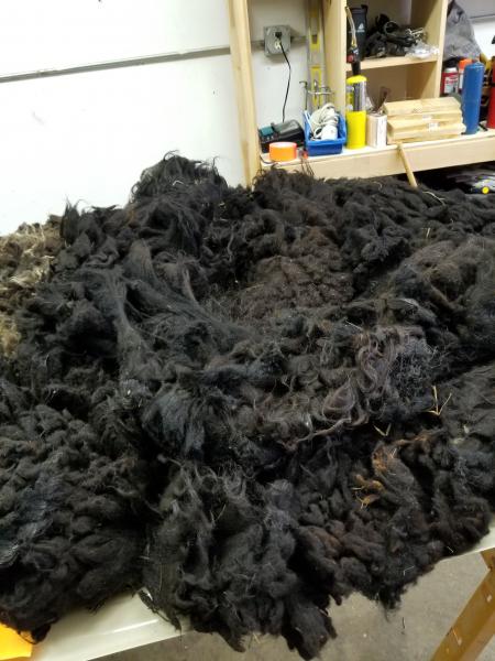 Raw Fleece- Karakul X picture