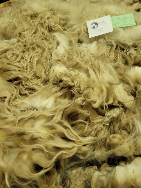 Raw wool fleece- Navajo Churro picture