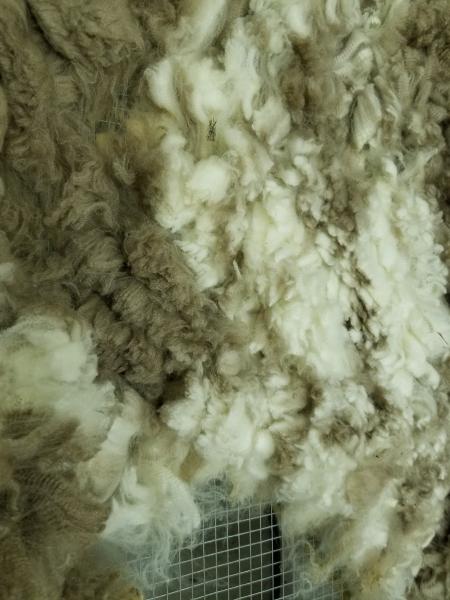 Raw fleece - Corriedale picture