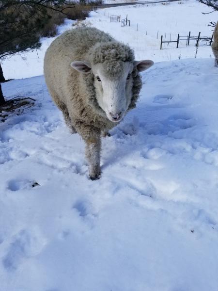 wool processed into roving or batts picture