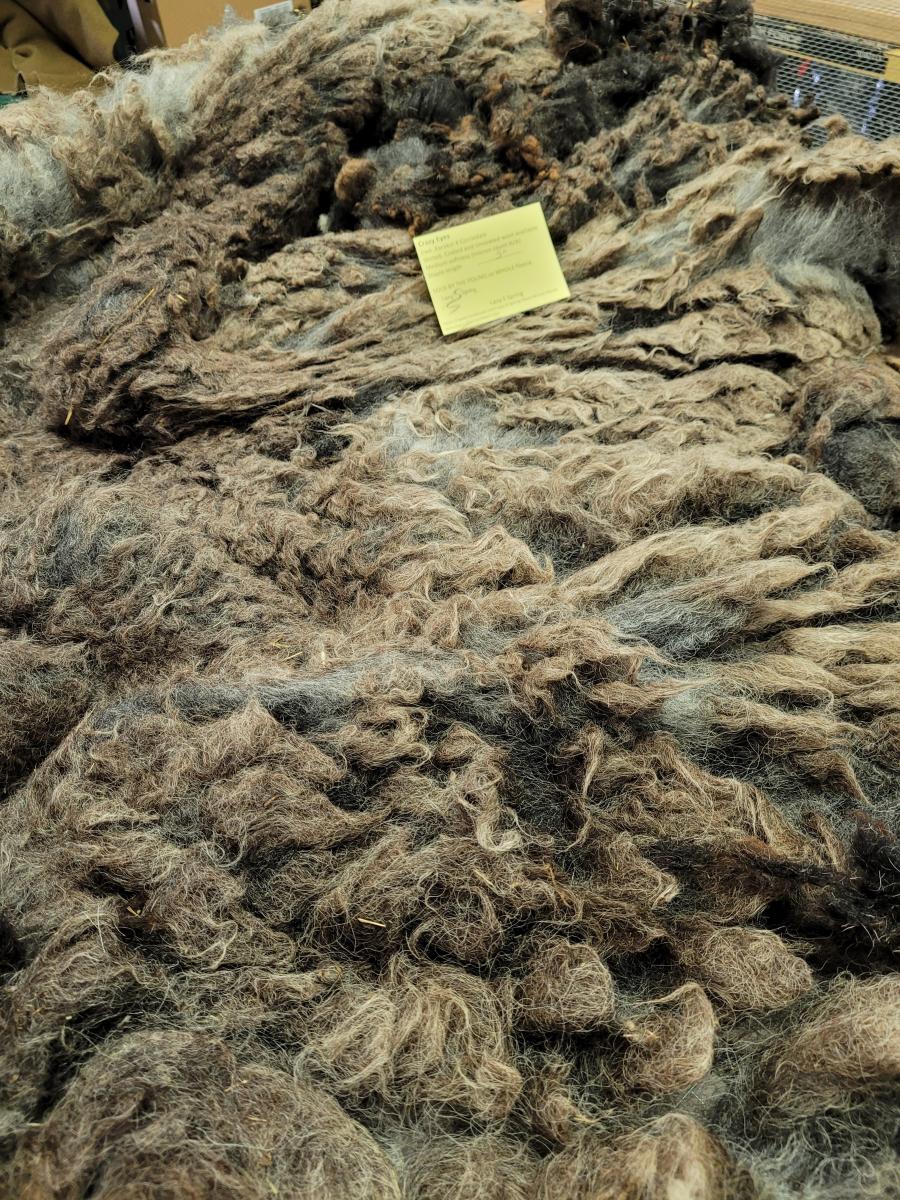 Raw Fleece- Karakul X picture