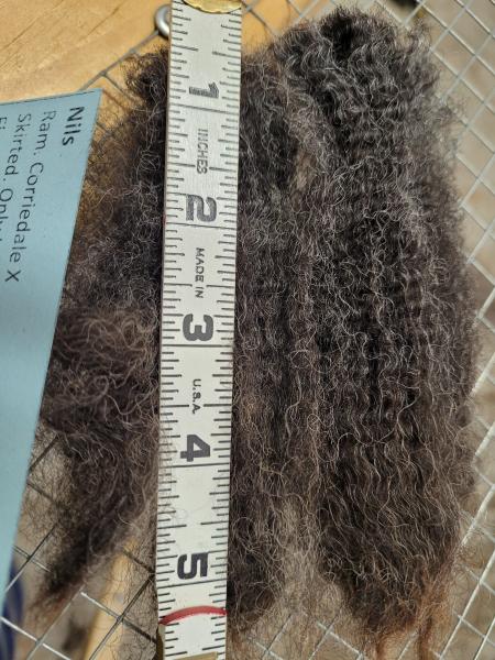 Raw fleece - Corriedale picture