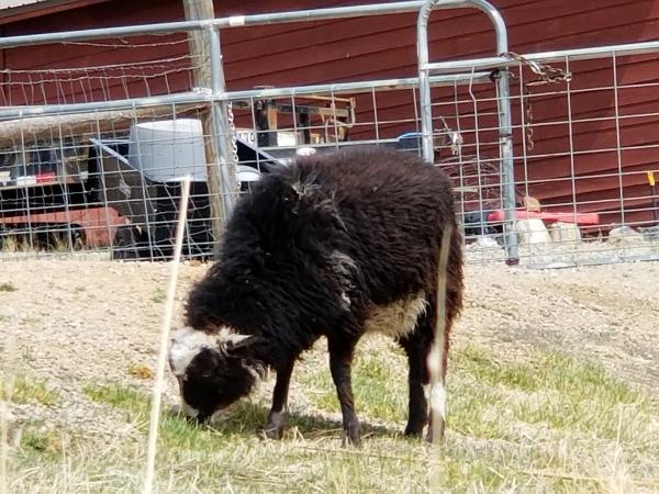 Raw Fleece- Navajo Churro picture