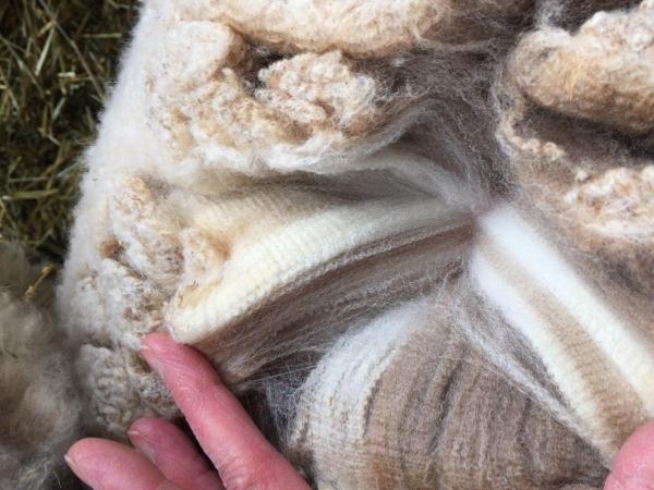 Raw fleece - Corriedale picture