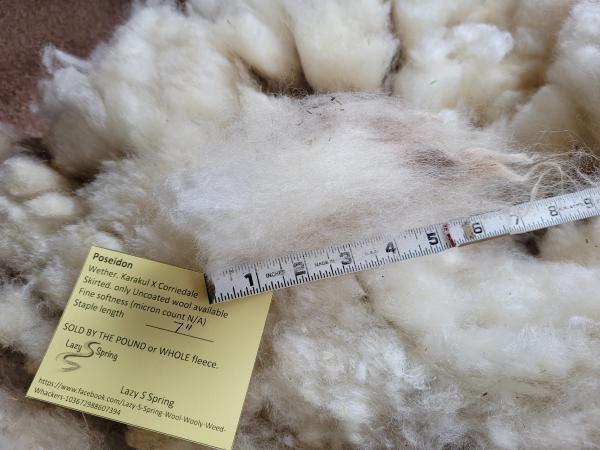 Raw Fleece- Karakul X picture