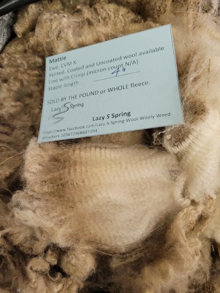 Raw fleece - Corriedale picture