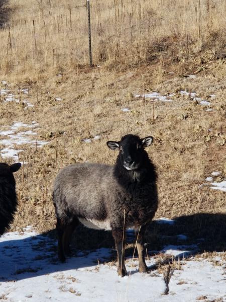 Raw Fleece- Karakul X picture