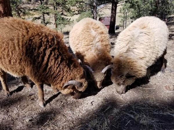 Raw Fleece- Navajo Churro picture