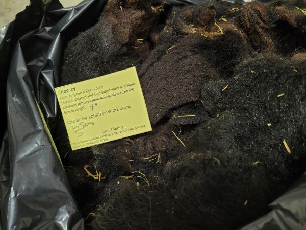 Raw Fleece- Karakul X picture