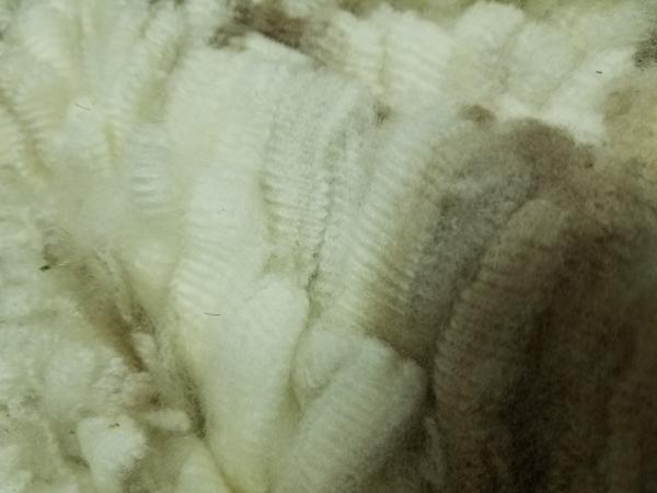 Raw fleece - Corriedale picture