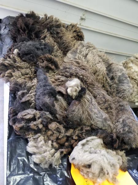 Raw Fleece- Karakul X picture