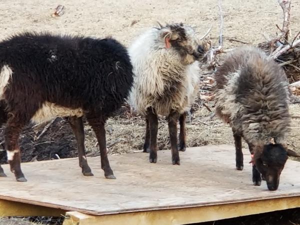 Raw wool fleece- Navajo Churro picture