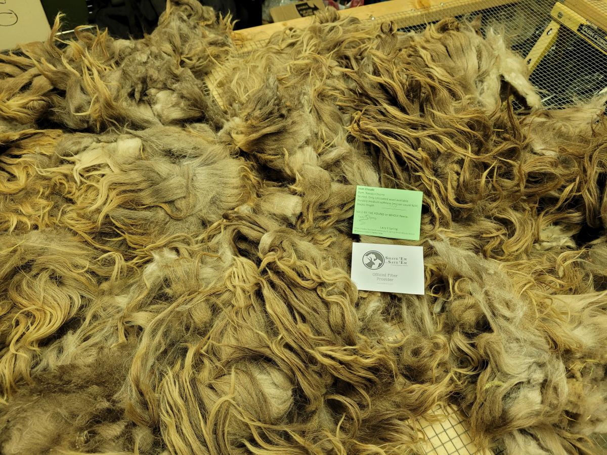 Raw wool fleece- Navajo Churro picture